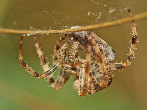 Обои картинки фото животные, пауки