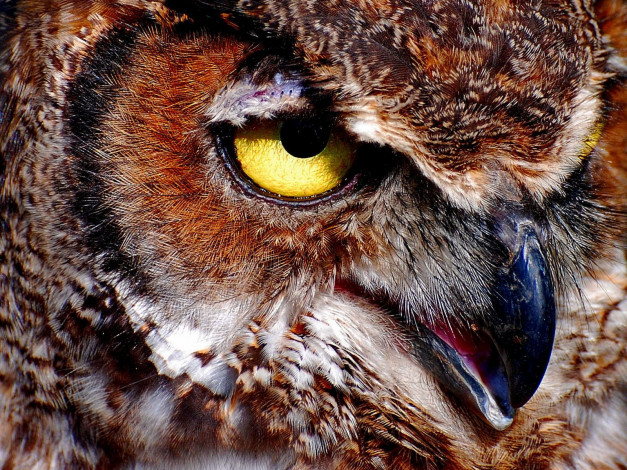 Обои картинки фото животные, совы