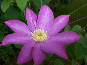 Картинка цветы клематис ломонос лепестки