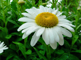 Картинка цветы ромашки лепестки