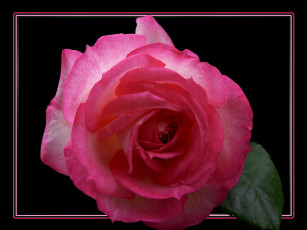 Картинка цветы розы лепестки