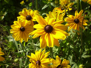 Картинка цветы рудбекия