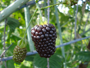 Картинка природа Ягоды ветка колючки