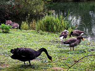 Картинка животные разные вместе трава водоём