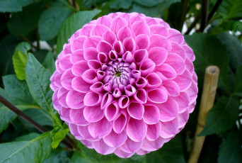 Картинка цветы георгины розовый круглый яркий