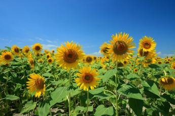 Картинка цветы подсолнухи лепестки жёлтые