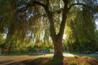 Картинка природа деревья большой ива крона