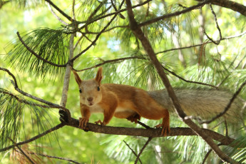 Картинка животные белки сосна ветки