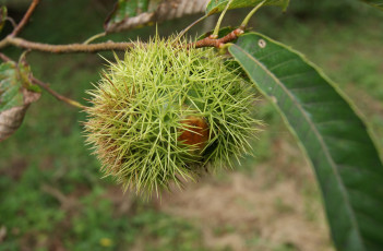 Картинка природа шишки жёлуди каштаны лист