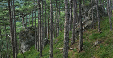 Картинка природа лес чаща