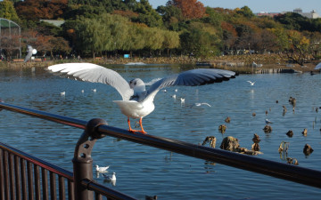 Картинка животные птицы крылья чайка