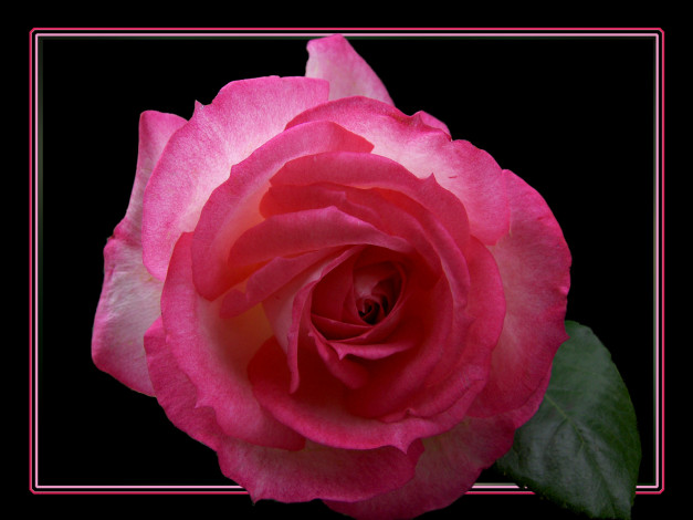 Обои картинки фото цветы, розы, лепестки