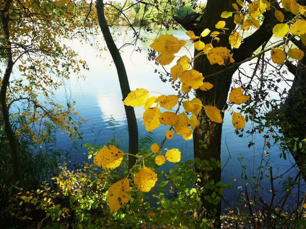 Обои картинки фото природа, листья, осень