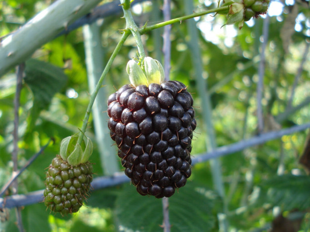 Обои картинки фото природа, Ягоды, ветка, колючки