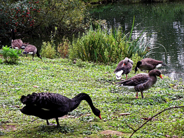 Обои картинки фото животные, разные, вместе, трава, водоём