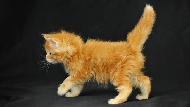 Обои картинки фото животные, коты, котенок, мейн-кун