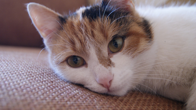 Обои картинки фото животные, коты, морда, взгляд