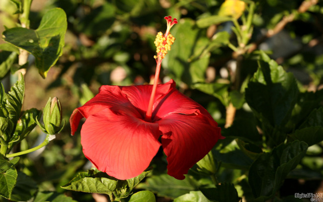 Обои картинки фото цветы, гибискусы, лепестки, красные