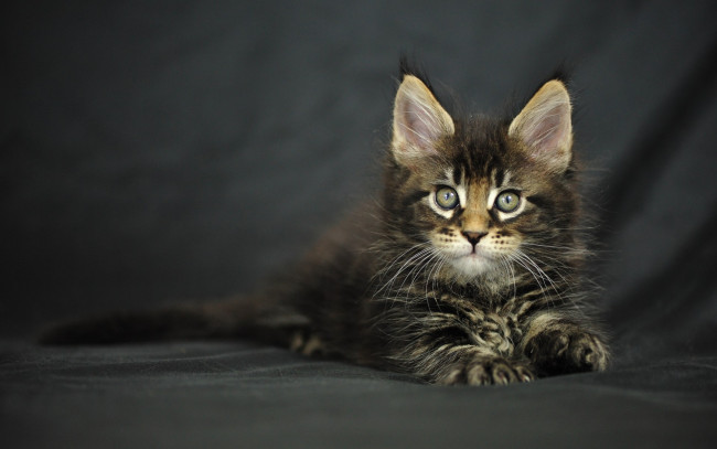 Обои картинки фото животные, коты, мейн-кун, котенок