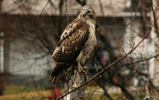 Обои картинки фото животные, птицы, хищники, ветка