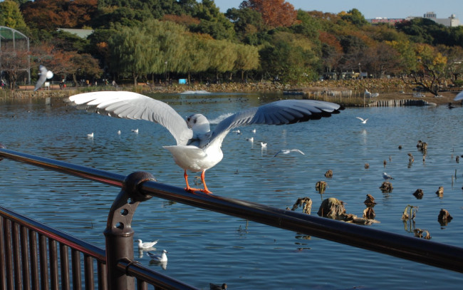 Обои картинки фото животные, птицы, крылья, чайка