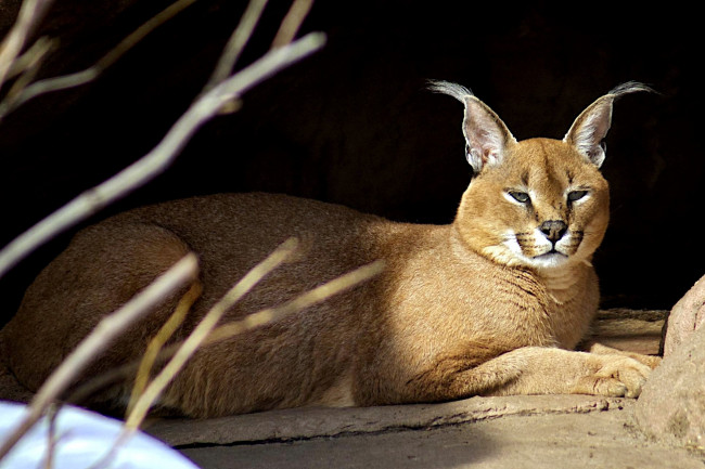 Обои картинки фото каракал, животные, рыси, кисточки, отдых, степная, рысь