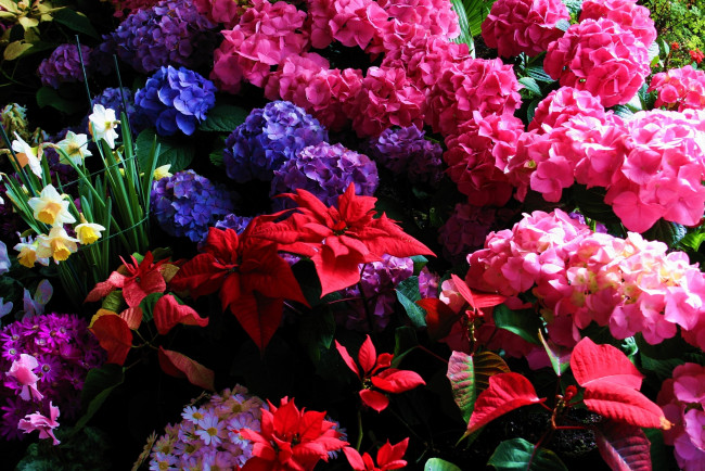 Обои картинки фото цветы, разные, вместе, листья, нарциссы, гортензия