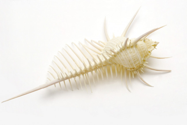 Обои картинки фото разное, ракушки, кораллы, декоративные, spa, камни