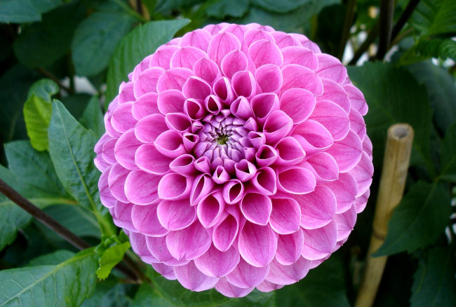 Обои картинки фото цветы, георгины, розовый, круглый, яркий