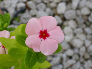 Картинка цветы катарантусы бутон