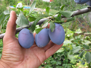 Картинка природа плоды слива