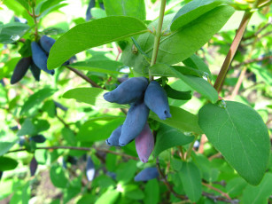 Картинка природа плоды слива