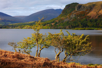 Картинка природа реки озера озеро деревья