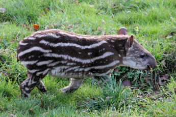 Картинка животные тапиры полосатый тапир малыш