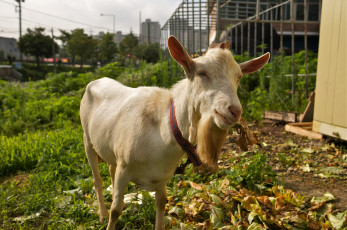 Картинка животные козы козёл