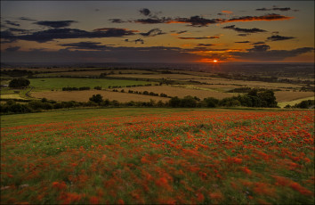Картинка природа поля пейзаж закат маки