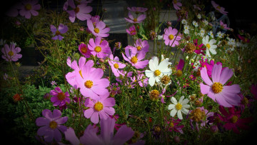 Картинка цветы космея белый сиреневый