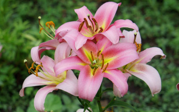 Картинка цветы лилии лилейники розовый