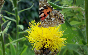 Картинка животные бабочки цветок бабочка