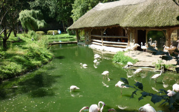 Картинка животные фламинго вода