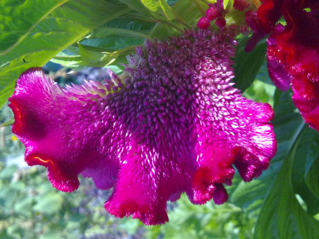 Обои картинки фото цветы, амаранты, экзотика