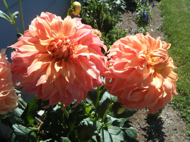 Обои картинки фото цветы, георгины