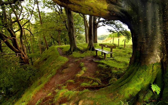 Обои картинки фото green, park, природа, парк, аллея, деревья, скамейка