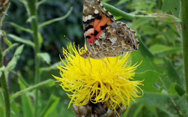 Обои картинки фото животные, бабочки, цветок, бабочка