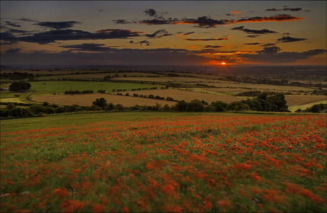 Обои картинки фото природа, поля, пейзаж, закат, маки