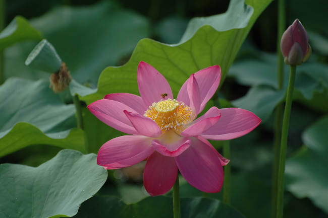 Обои картинки фото цветы, лотосы, лотос