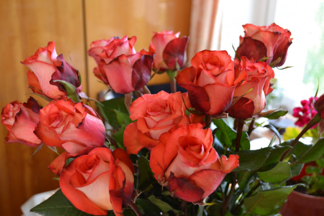 Обои картинки фото цветы, розы