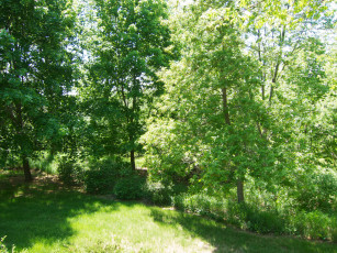 Картинка природа лес поляна лето