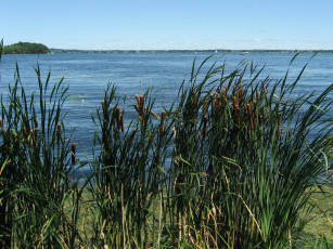 Картинка природа реки озера камыши река