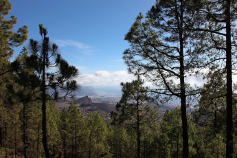 Картинка tenerife spain природа деревья море пейзаж